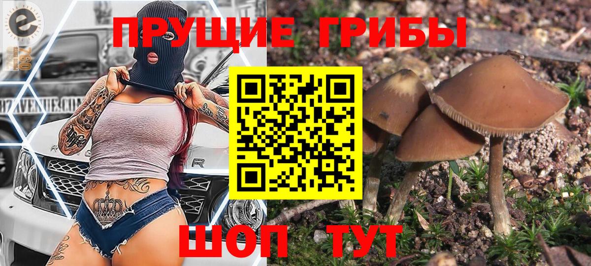 Галлюциногенные грибы Psilocybe Печора